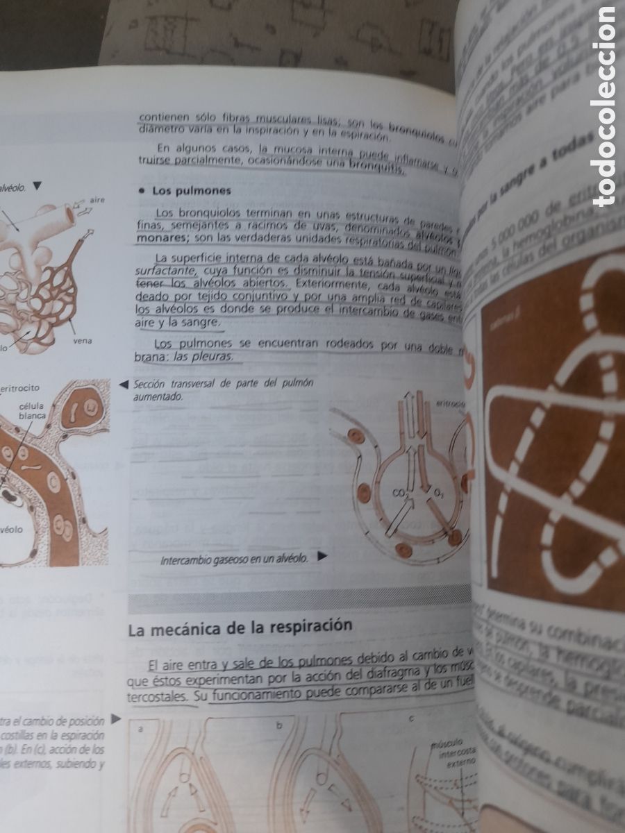 Libros de segunda mano: Ciencias naturales, 3 de BUP de 1986 de SM - Foto 10
