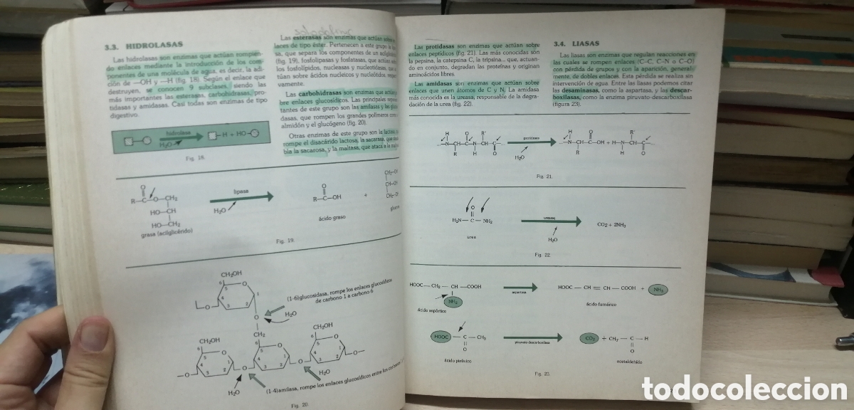Libros de segunda mano: Biolog&iacute;a COU Santillana 1983 EGB - Foto 13
