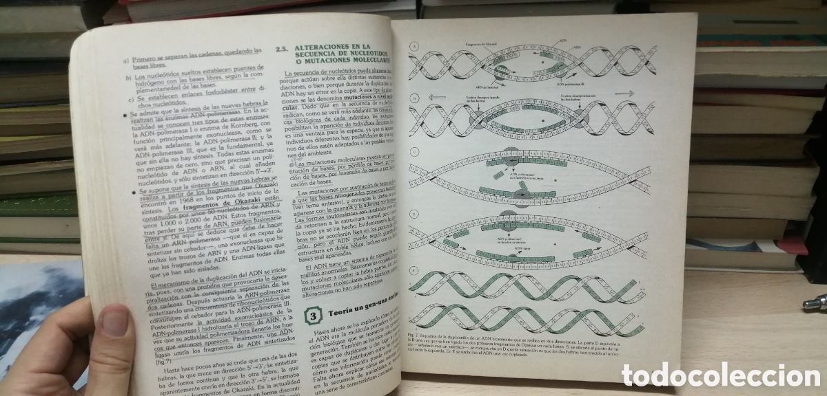 Libros de segunda mano: Biolog&iacute;a COU Santillana 1983 EGB - Foto 14