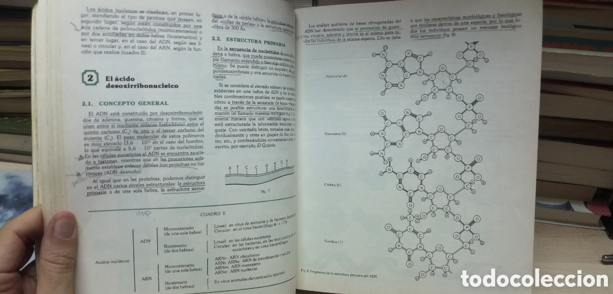 Libros de segunda mano: Biolog&iacute;a COU Santillana 1983 EGB - Foto 15