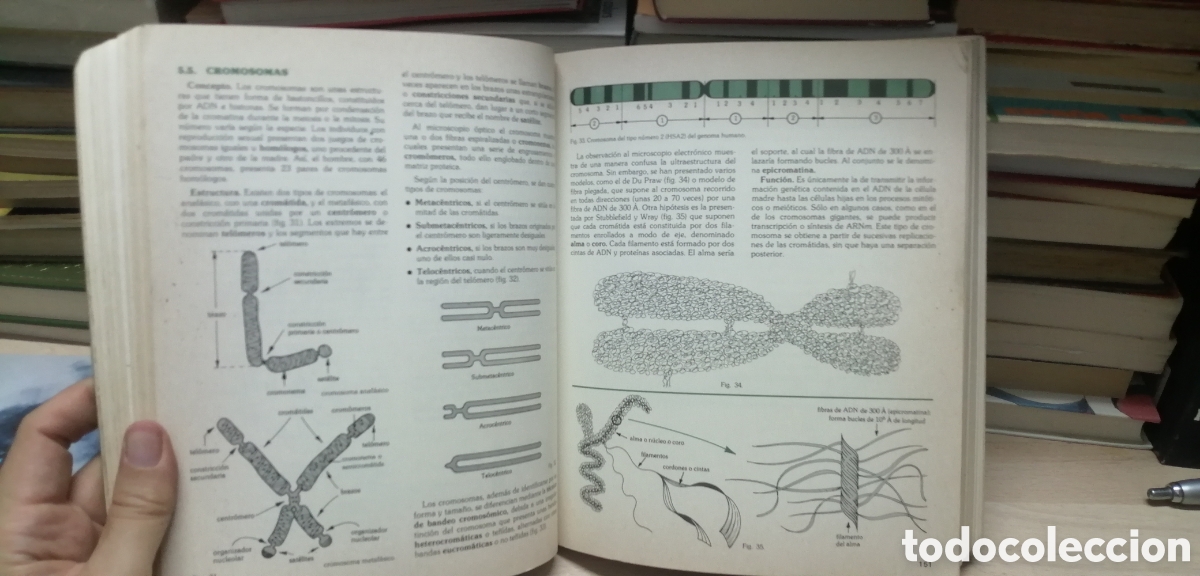 Libros de segunda mano: Biolog&iacute;a COU Santillana 1983 EGB - Foto 16