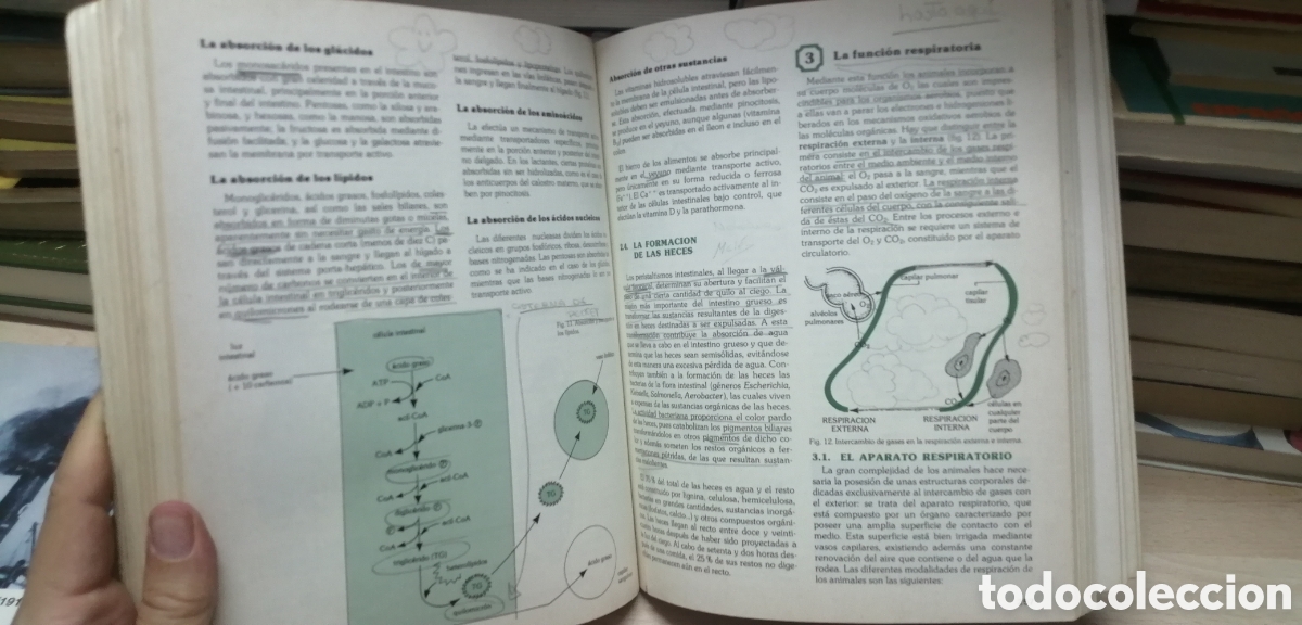 Libros de segunda mano: Biolog&iacute;a COU Santillana 1983 EGB - Foto 17