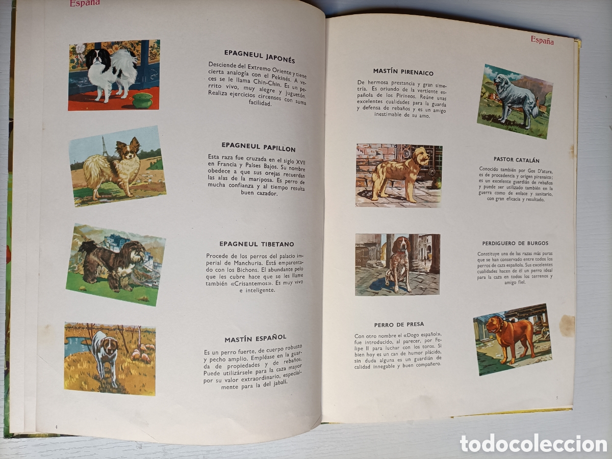 Libros de segunda mano: Perros de raza. Editorial Vasco Americana 1963 - Foto 9