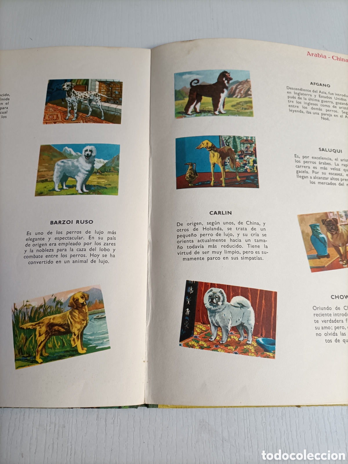 Libros de segunda mano: Perros de raza. Editorial Vasco Americana 1963 - Foto 11