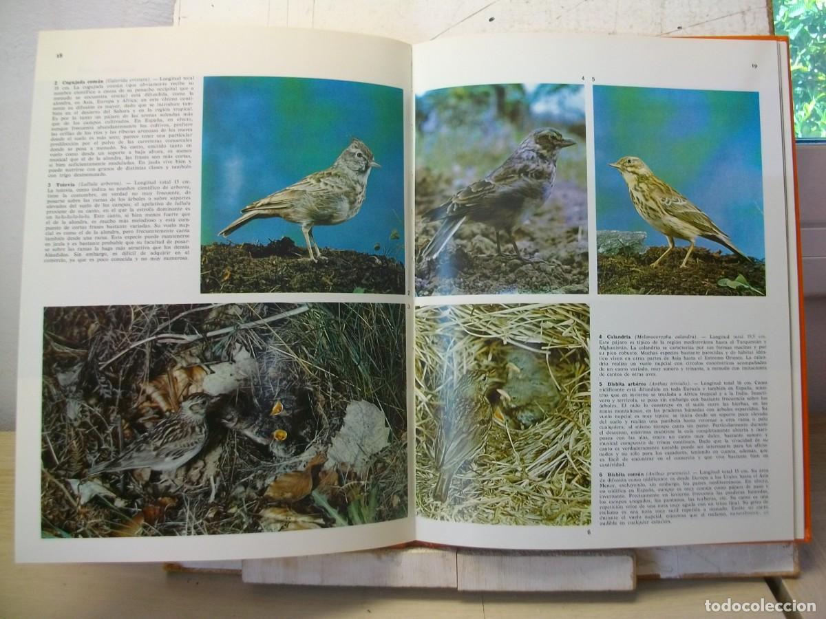 Libros de segunda mano: PAJAROS CANTORES. DOCUMENTAL EN COLOR - EDITORIAL TEIDE 1972 - Foto 2