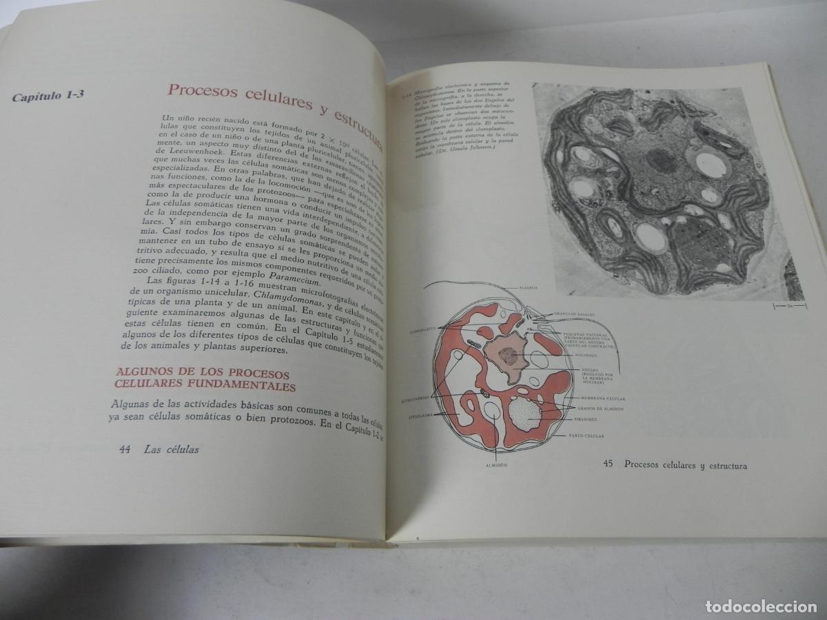 Libros de segunda mano: BIOLOG&Iacute;A (HELENA CURTIS) OMEGA-1972 - Foto 5
