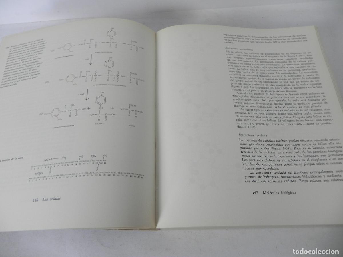 Libros de segunda mano: BIOLOG&Iacute;A (HELENA CURTIS) OMEGA-1972 - Foto 6