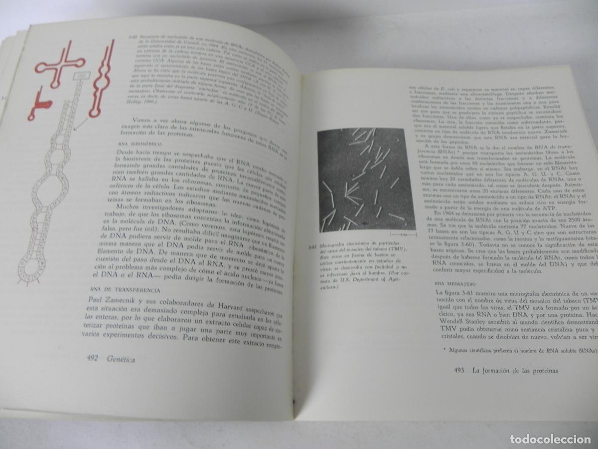 Libros de segunda mano: BIOLOG&Iacute;A (HELENA CURTIS) OMEGA-1972 - Foto 10
