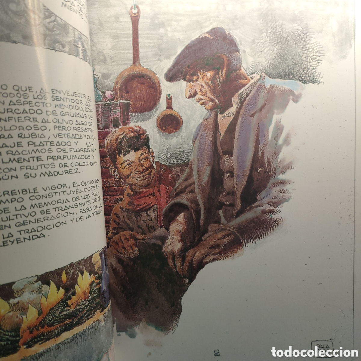 Libros de segunda mano: EL OLIVO. Entre el cielo y la tierra. - Foto 5