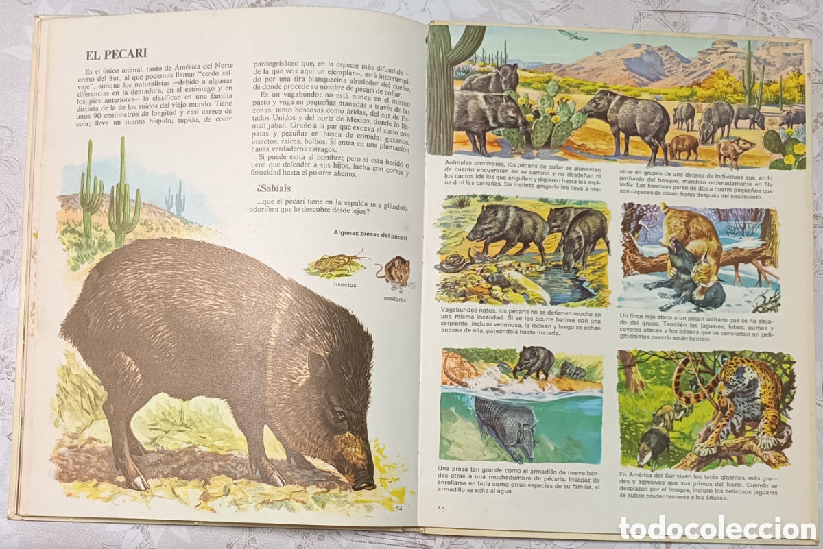 Libros de segunda mano: Vida intima de los animales de Am&eacute;rica del Norte - Foto 9