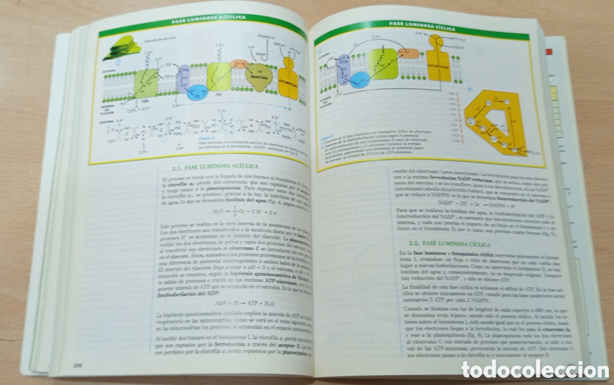 Libros de segunda mano: Biolog&iacute;a. COU. Santillana 1991 - Foto 2