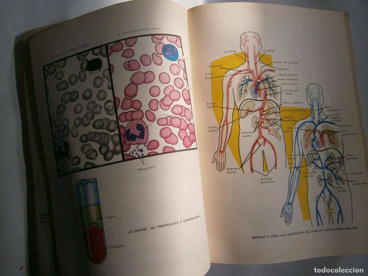 Libros de segunda mano: ANTIGUO LIBRO DE TEXTO - CIENCIAS NATURALES 3&ordm; BUP - Foto 3