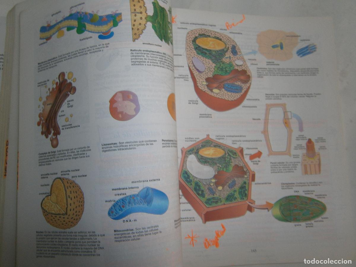 Libros de segunda mano: ANTIGUO LIBRO DE TEXTO - BIOLOGIA COU - Foto 2