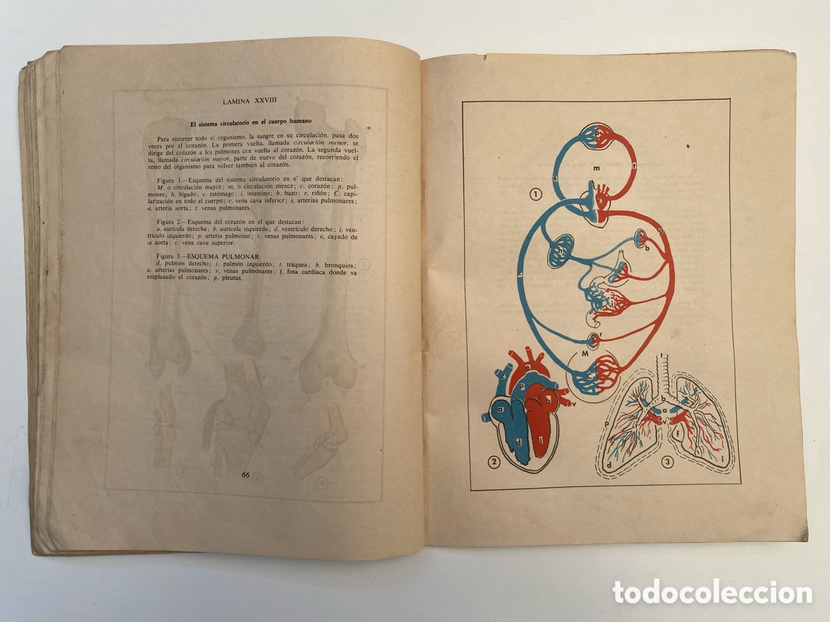 Libros de segunda mano: DIBUJO TERCER CURSO (1960) - Foto 6