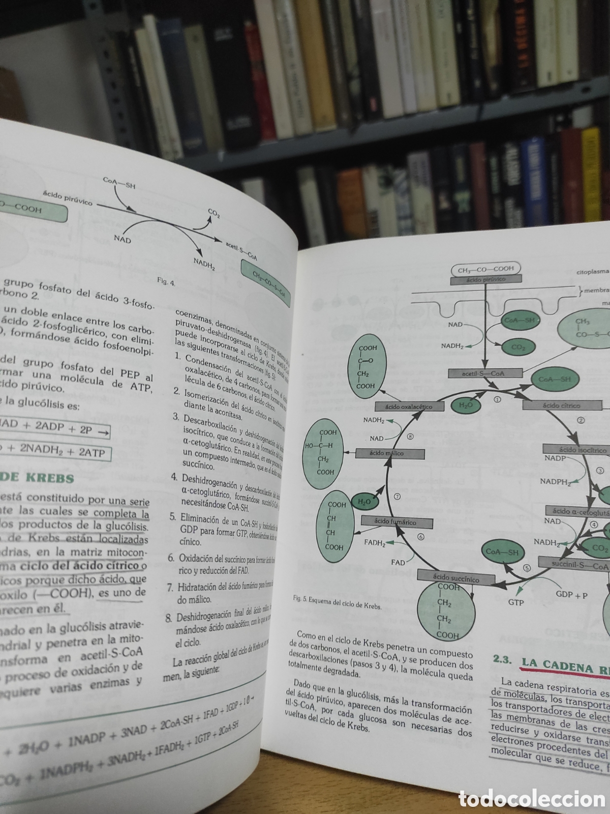 Libros de segunda mano: Biolog&iacute;a COU Santillana 1983 - Foto 3