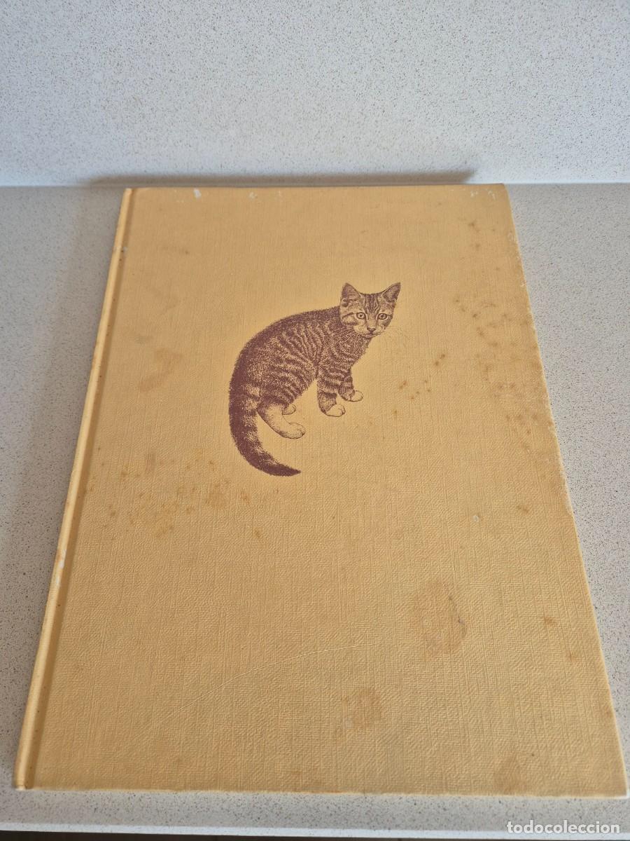 Libros de segunda mano: Libro &rdquo;Junge Katzen&rdquo;