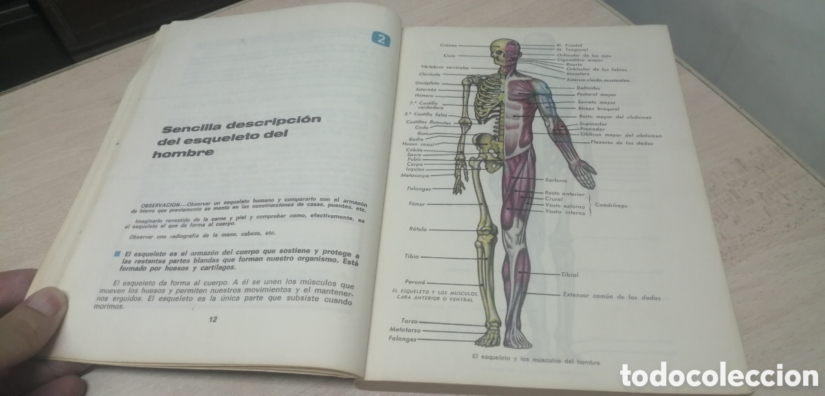 Libros de segunda mano: Ciencias Naturales 2&deg; Ecir 1968 ECIR E. L&oacute;pez Mezquida, editor - Foto 9