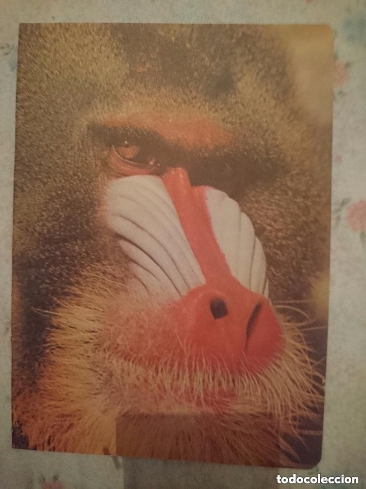 Libros de segunda mano: LIBRETA FAUNA - MANDRIL -COLECCION FELIX RODRIGUEZ FUENTE -SIN USAR -A&Ntilde;OS 70