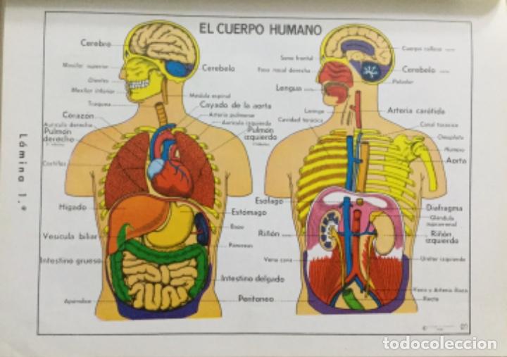 Libros: El Cuerpo humano. Sistema visual de ense&ntilde;anza. - Foto 2