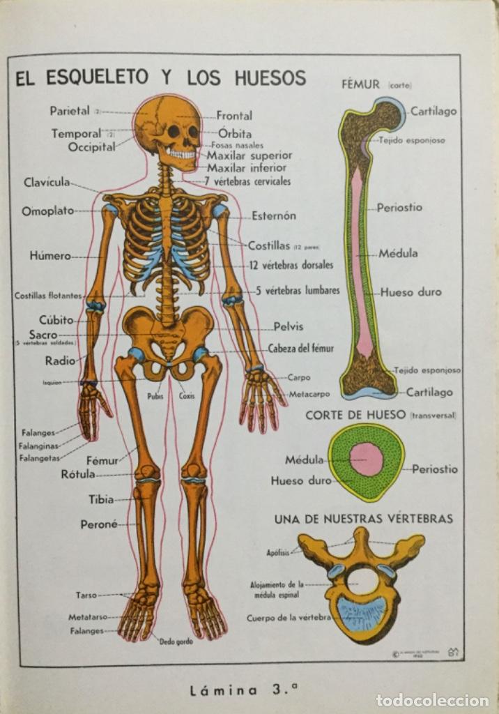 Libros: El Cuerpo humano. Sistema visual de ense&ntilde;anza. - Foto 3