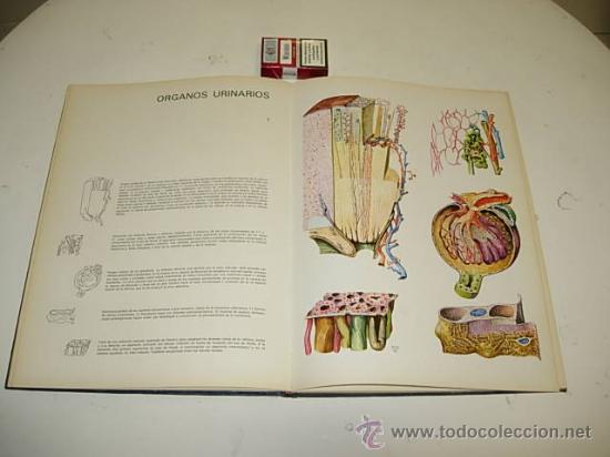 Libros: HISTOLOGIA PLASTICA. Roman Hippeli. 1967. - Foto 1