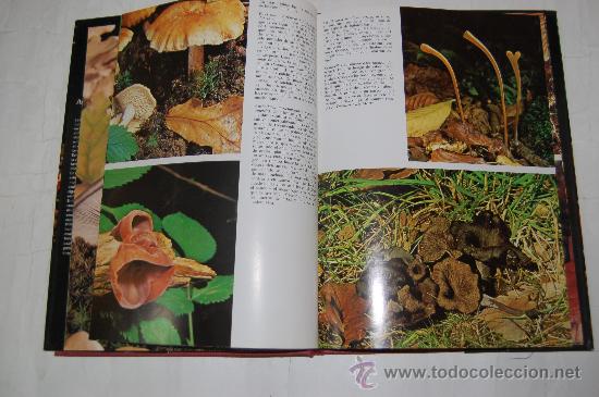 Libros: Las Setas. JACQUELINE SEYMOUR .RM54839 - Foto 2