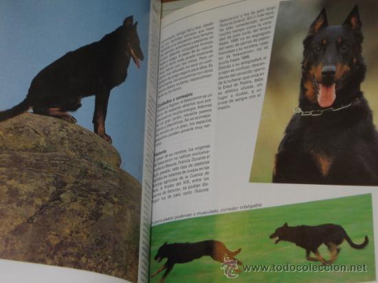 Libros: LOS PERROS - SUSAETA OFERTA - Foto 2
