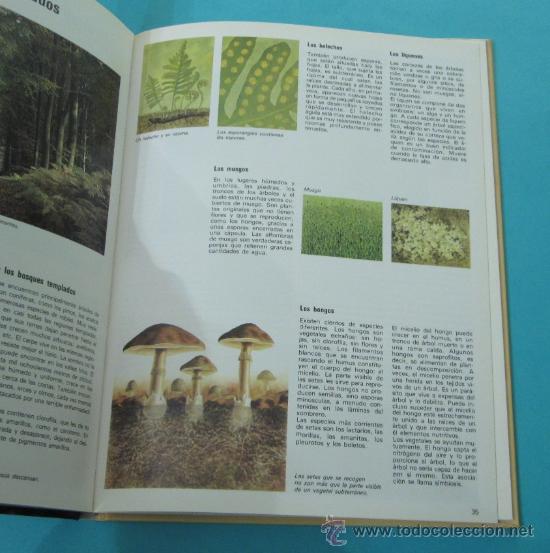 Libros: LOS BOSQUES. COLECCI&Oacute;N EXPLOREMOS. ILUSTRACIONES SYLVAINE P&Eacute;ROLS - Foto 2