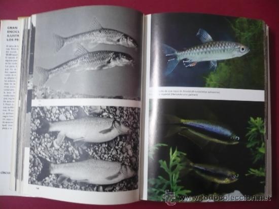 Libros: GRAN ENCICLOPEDIA ILUSTRADA DE LOS PECES. STANISLAV FRANK TDK10 - - Foto 2