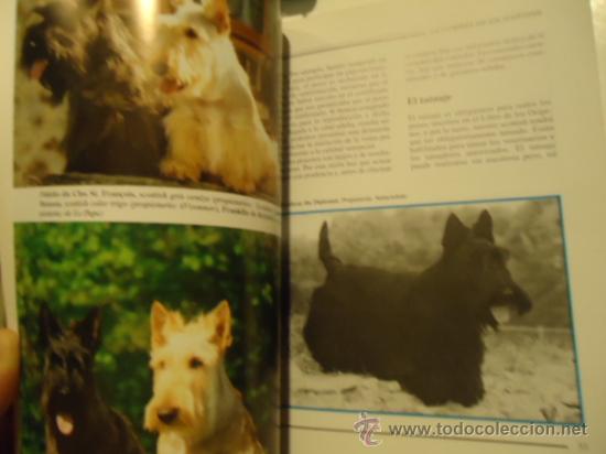 Libros: LIBRO SCOTTISH TERRIER MICHEL BOLZINGER PERRO - Foto 4
