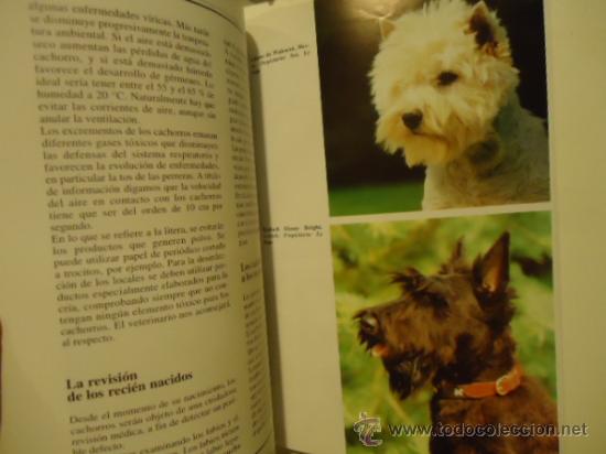 Libros: LIBRO SCOTTISH TERRIER MICHEL BOLZINGER PERRO - Foto 3