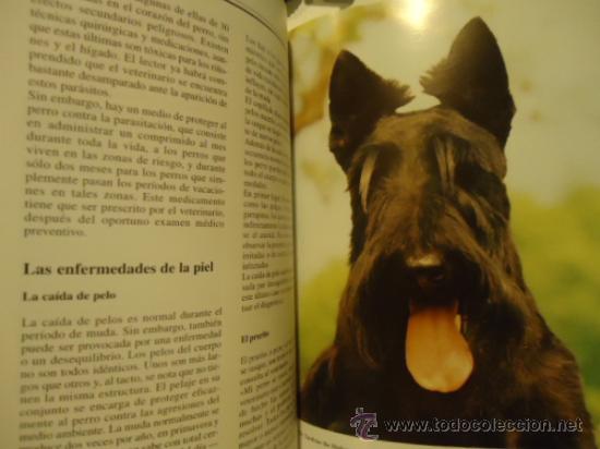 Libros: LIBRO SCOTTISH TERRIER MICHEL BOLZINGER PERRO - Foto 2