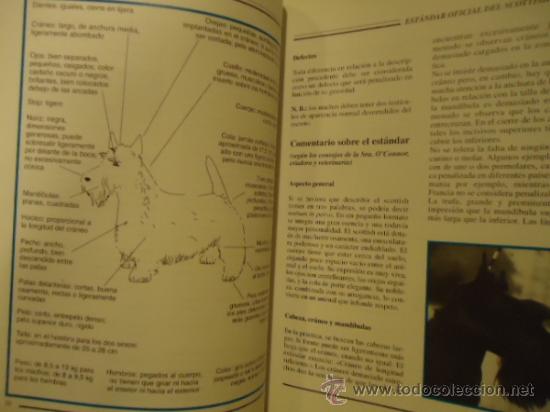 Libros: LIBRO SCOTTISH TERRIER MICHEL BOLZINGER PERRO - Foto 5