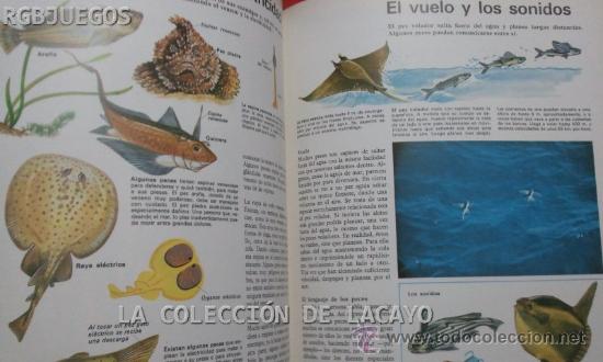 Libros: LA VIDA DE LOS PECES ESPASA-CALPE 1981 - Foto 2