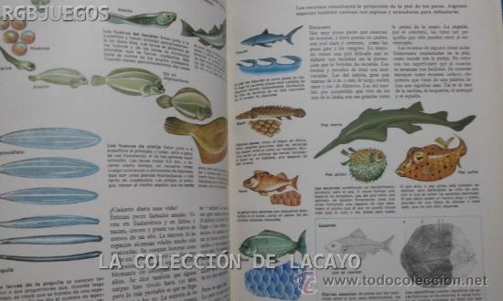 Libros: LA VIDA DE LOS PECES ESPASA-CALPE 1981 - Foto 3