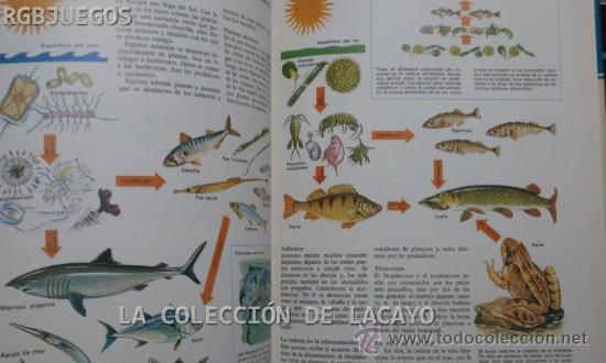 Libros: LA VIDA DE LOS PECES ESPASA-CALPE 1981 - Foto 4
