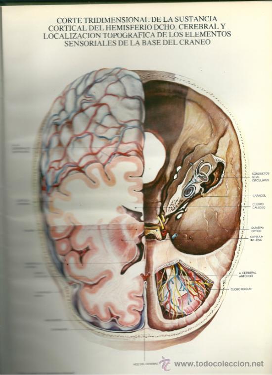 Libros: LAMINAS DE ANATOMIA, DE LABORATORIOS ALMIRALL, - Foto 4