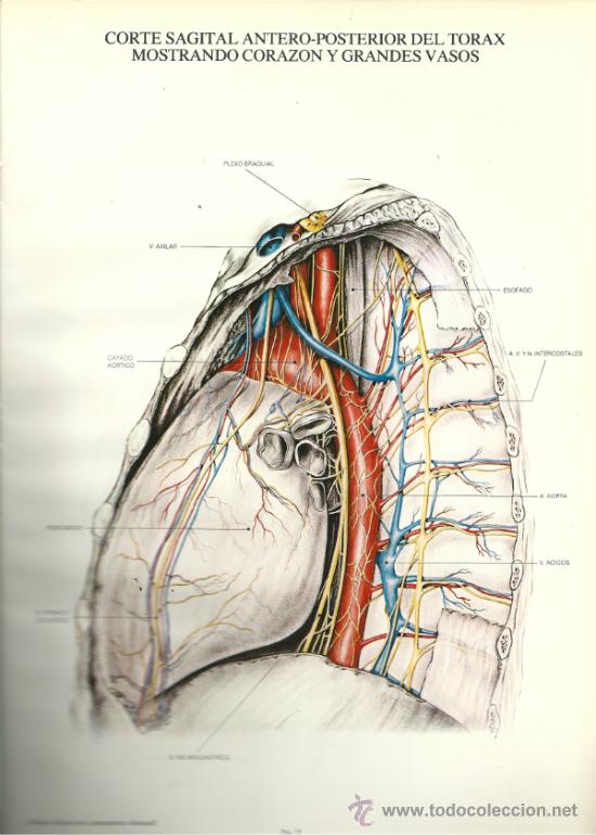 Libros: LAMINAS DE ANATOMIA, DE LABORATORIOS ALMIRALL, - Foto 3