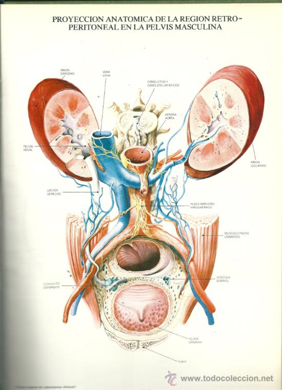 Libros: LAMINAS DE ANATOMIA, DE LABORATORIOS ALMIRALL, - Foto 2