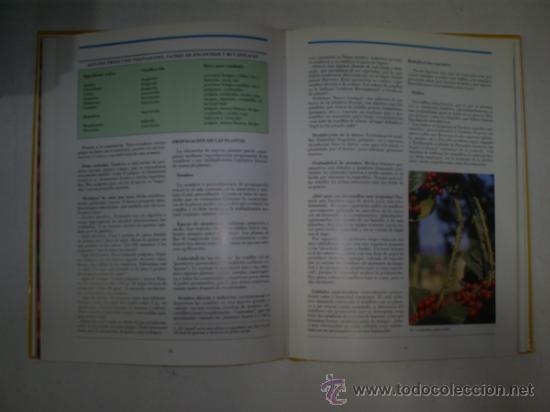Libros: RM59523 Plantas de compa&ntilde;ia. - 	XAVIER BELLIDO - Foto 2