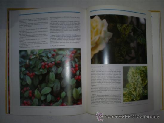 Libros: RM59523 Plantas de compa&ntilde;ia. - 	XAVIER BELLIDO - Foto 3