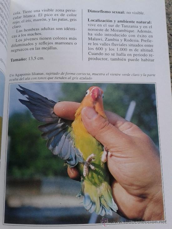 Libros: LOS INSEPARABLES -- GIANNI RAVAZZI -- - Foto 2