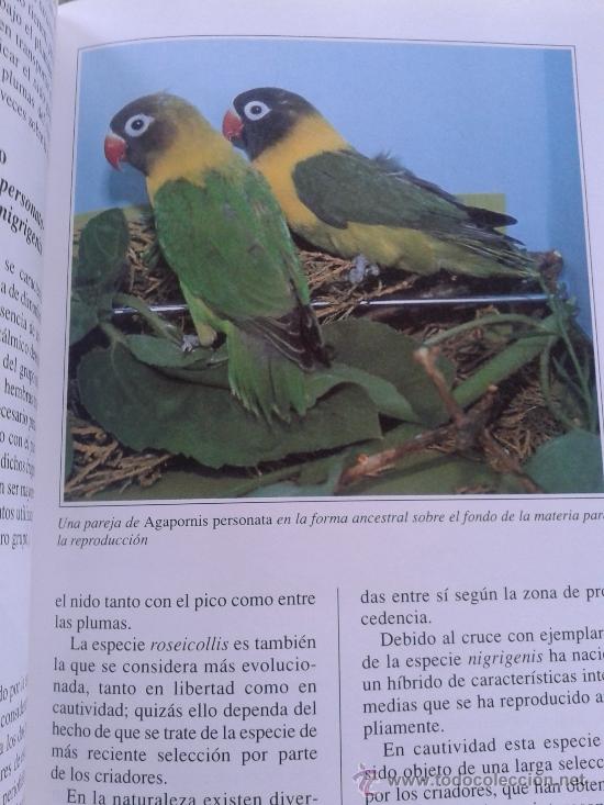 Libros: LOS INSEPARABLES -- GIANNI RAVAZZI -- - Foto 3