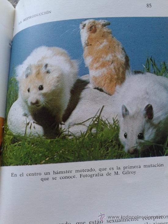 Libros: HAMSTERS - M. OSTROW - - Foto 3