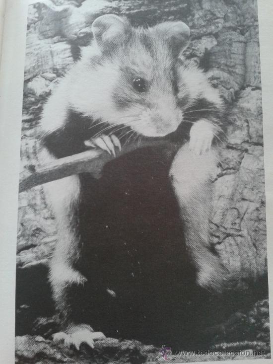 Libros: HAMSTERS - M. OSTROW - - Foto 4