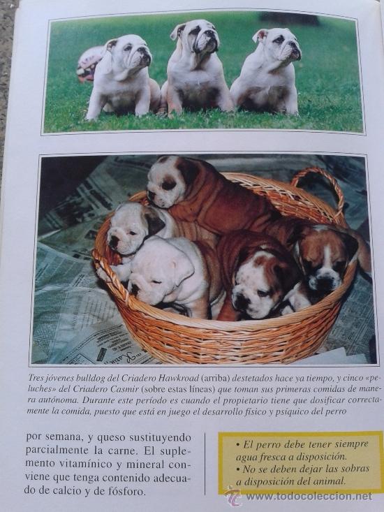 Libros: EL BULLDOG -- FABIO C. FIORAVANZI -- - Foto 3