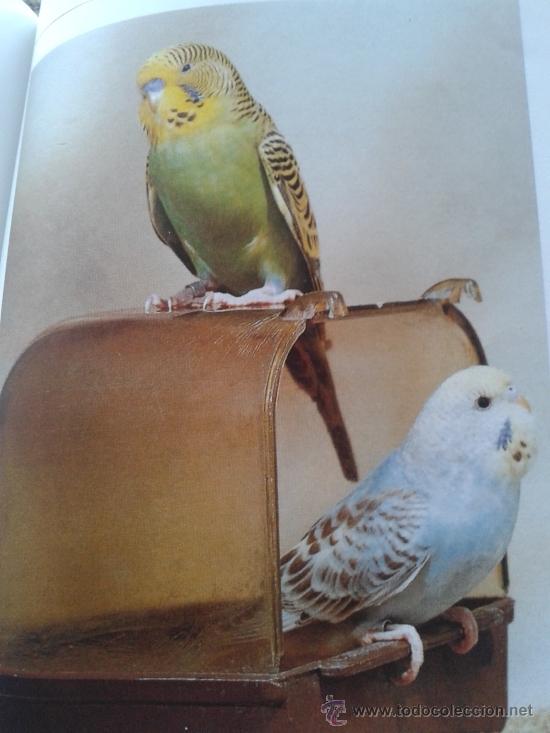Libros: EL NUEVO LIBRO DE LOS PERIQUITOS -- HORST BIELFELD -- - Foto 3