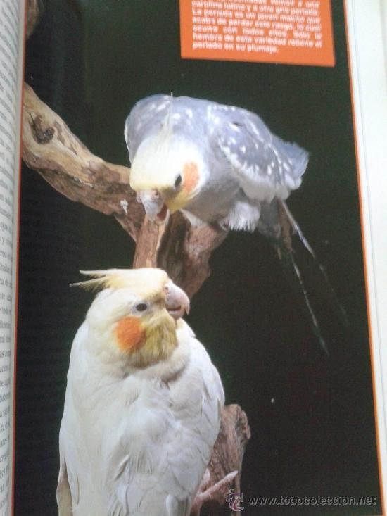 Libros: CAROLINAS,MANUAL PRACTICO -- ANMARIE BARRIE -- - Foto 3