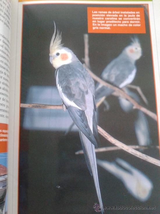Libros: CAROLINAS,MANUAL PRACTICO -- ANMARIE BARRIE -- - Foto 4