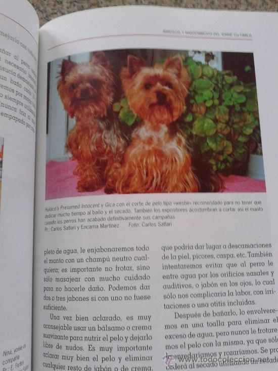Libros: EL GRAN LIBRO DEL YORKSHIRE TERRIER -- ANNA VILA COMA -- - Foto 3